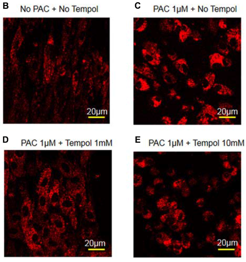 kim-tempol-reduce-pac kim-tempol-reduce-pac
